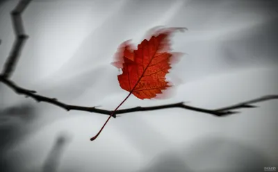 Illustration quavered