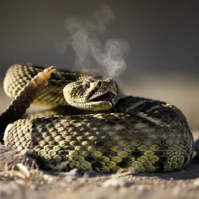 Illustration hissed - Image 1