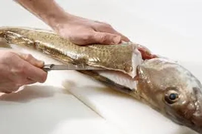 Illustration fillet - Image 2