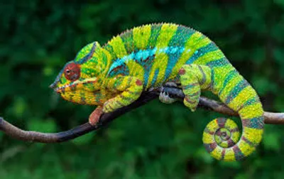 Hình ảnh minh họa acclimation - Ảnh 2