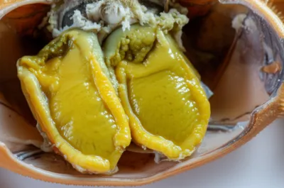 Illustration tomalley