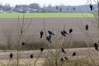 Illustration rooks - Image 1