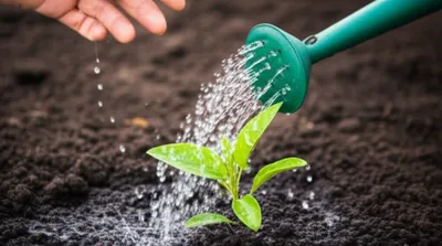 Illustration watered