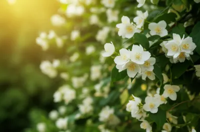 Illustration sweeter - Image 1