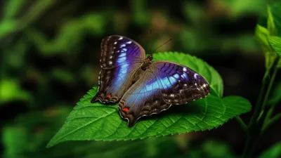 Illustration purples - Image 1