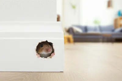 Illustration mousehole