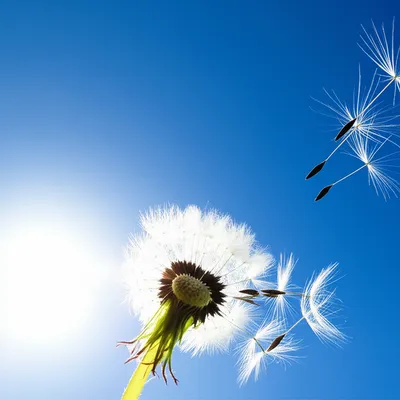 Illustration puff - Image 1