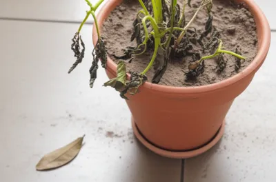 Illustration drops - Image 1