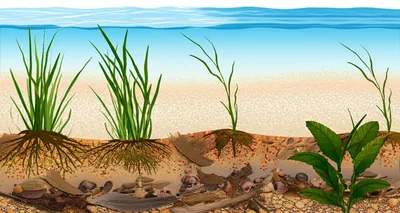 Illustration sediment - Image 1