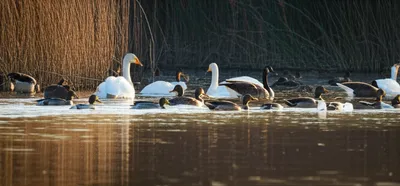 Illustration waterfowl