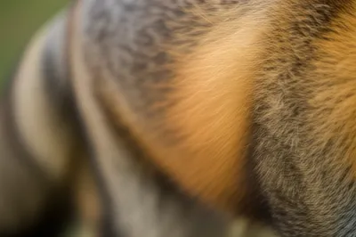 Illustration foxes - Image 1