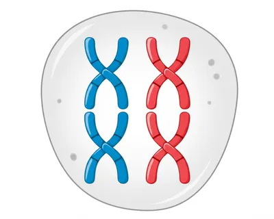 Illustration diploid