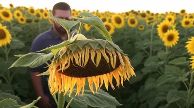 Illustration impotent - Image 1