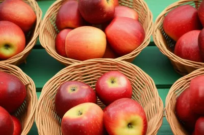 Illustration divides - Image 1