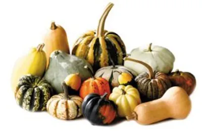 Illustration gourd - Image 2