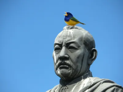 Illustration galls - Image 1