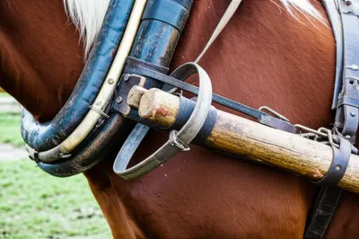 Illustration hames - Image 1