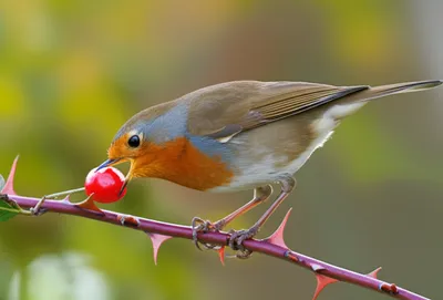 Illustration pick - Image 1