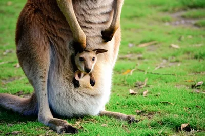 Illustration pouches - Image 1