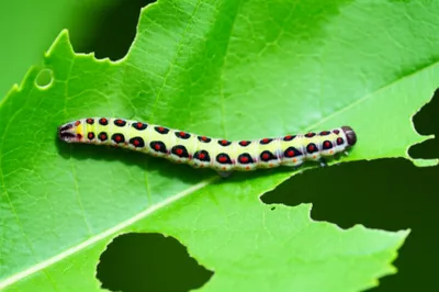 Illustration pest - Image 1