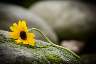 Illustration propped - Image 1