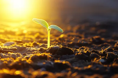 Illustration primer - Image 1