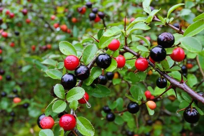 Illustration blackberries - Image 1