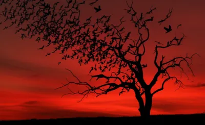 Illustration bode - Image 1