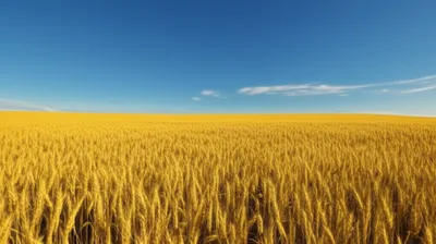 Illustration spreads - Image 1