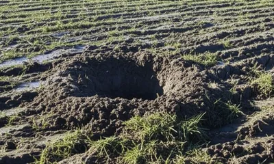 Illustration rooting - Image 1