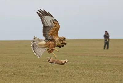 Illustration raked - Image 1