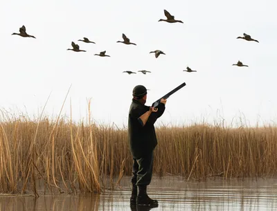 Illustration fowling - Image 1