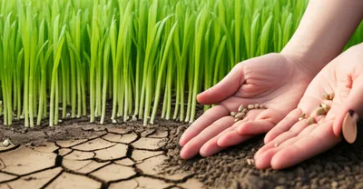 Illustration reformer