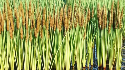 Illustration sedge - Image 1