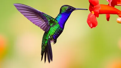 Hình ảnh minh họa animate - Ảnh 1