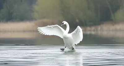 Illustration glides - Image 1