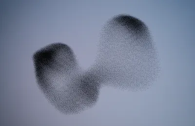 Illustration swarms - Image 1