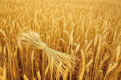 Illustration decimation - Image 1