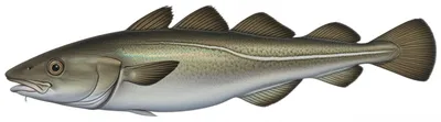 Illustration haddock - Image 1