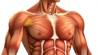 Hình ảnh minh họa pec - Ảnh 1