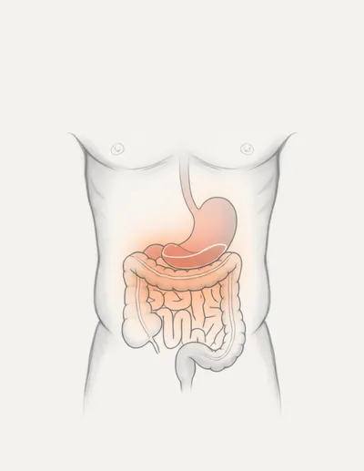 Illustration abdominal - Image 1