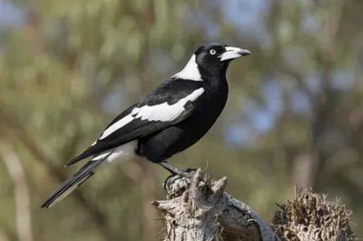 Illustration magpies - Image 1