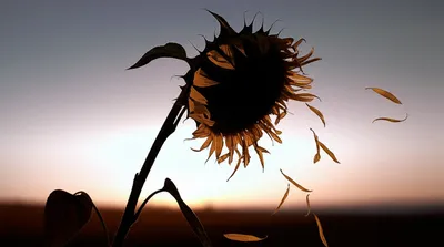 Illustration waned - Image 1