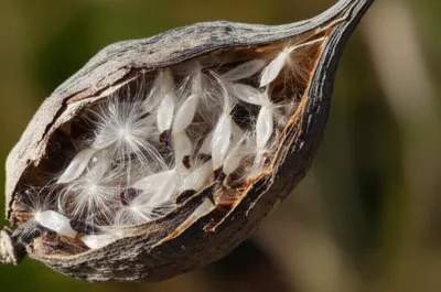 Illustration rupture - Image 1