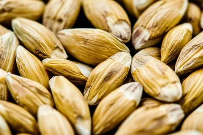 Illustration malted - Image 1