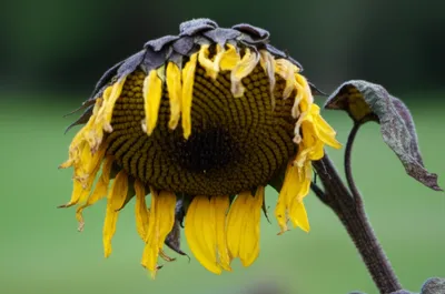 Illustration dying - Image 1