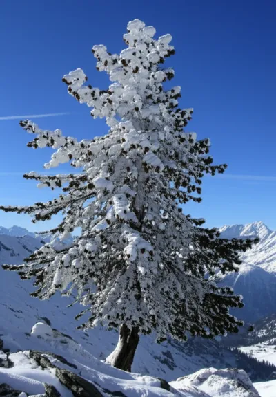 Illustration stone pines - Image 1