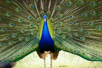 Hình ảnh minh họa court - Ảnh 1