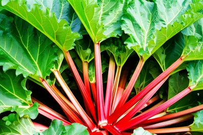 Illustration rhubarb - Image 1