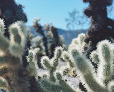 Illustration prickles - Image 2